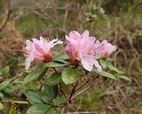 P4192381_February_Dawn_1024px Rhododendron 'February Dawn' - April 19, 2019