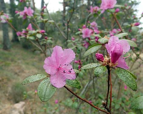 P4212397_dauricum_2002-0525_1024px Rhododendron dauricum - April 21, 2019