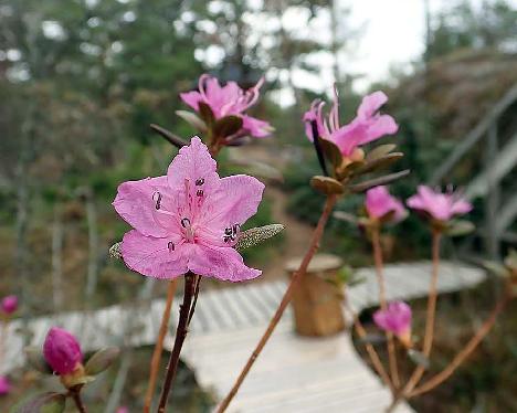 P4212405_ledebourii_2001-0081_1024px Rhododendron ledebourii - April 21, 2019