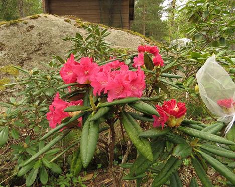 IMG_0558_Teuvo_1024px Rhododendron 'Teuvo', a named cultivar from Kristian Theqvist - May 25, 2021