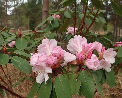 P5140182_oreodoxa_var_fargesii_TDxx_1024px Rhododendron oreodoxa var. fargesii - May 15, 2021