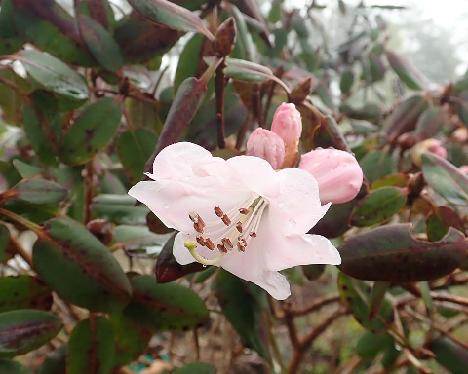 P5180219_souliei_RHS_01107-04_1024px Rhododendron souliei - May 18, 2021