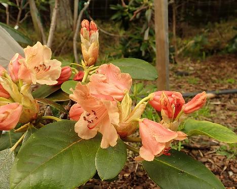 P5210259_aureum_x_viscidifolium_1024px Rhododendron aureum x viscidifolium , a hybrid from Bo Ringdal - May 21, 2021