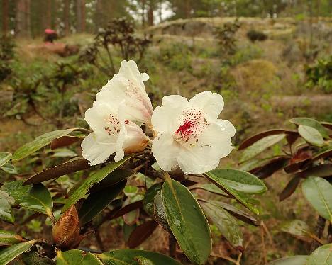 P5210268_wasonii_1024px Rhododendron wasonii - May 21, 2021