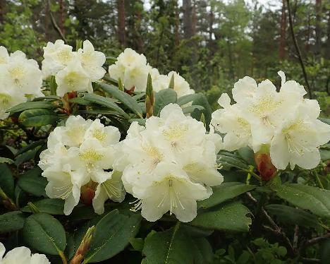 P5310117_Alli_1024px Rhododendron 'Alli' - May 31, 2021