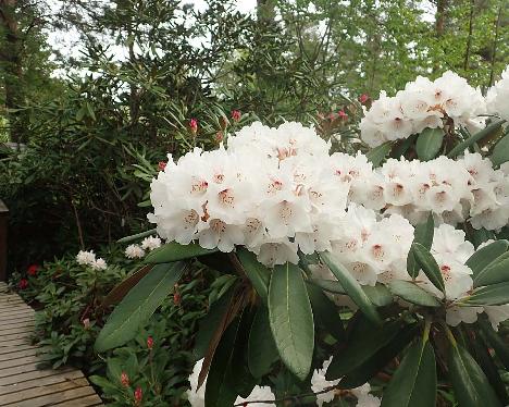 P5310122_Great_Dane_1024px Rhododendron 'Great Dane' - May 31, 2021