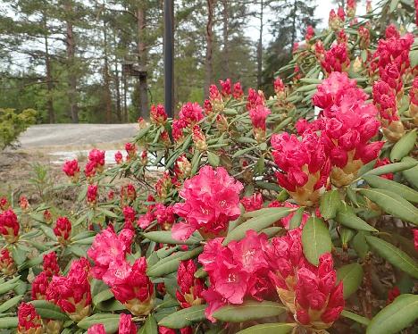 P5310135_Sonatine_1024px Rhododendron 'Sonatine' - May 31, 2021