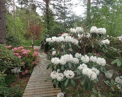 P6030153_Great_Dane_1024px Rhododendron 'Great Dane' - June 3, 2021