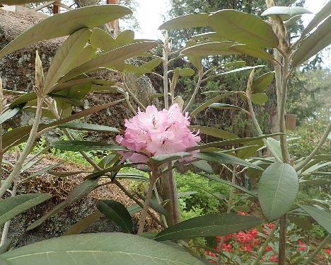 P6030158_Silberpfeil_1024px Rhododendron 'Silberpfeil' - June 3, 2021