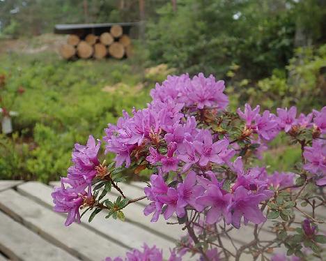 P6030162_Frothexe_1024px Rhododendron 'Frosthexe' - June 3, 2021