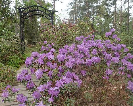 P6030163_Blumiria_1024px Rhododendron 'Blumiria' - June 3, 2021