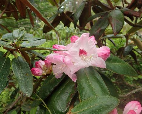 P6030174_bureavii_Kaarel_2005-0865__1024px Rhododendron bureavii - June 3, 2021