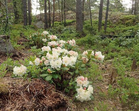 P6030229_Nikodemus_1024px Rhododendron 'Nikodemus', a named cultivar from Kristian Theqvist - June 3, 2021