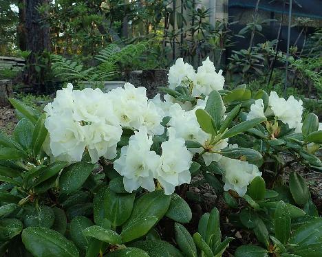 P6090414_Nikodemus_1024px Rhododendron 'Nikodemus', a named cultivar from Kristian Theqvist - June 9, 2021