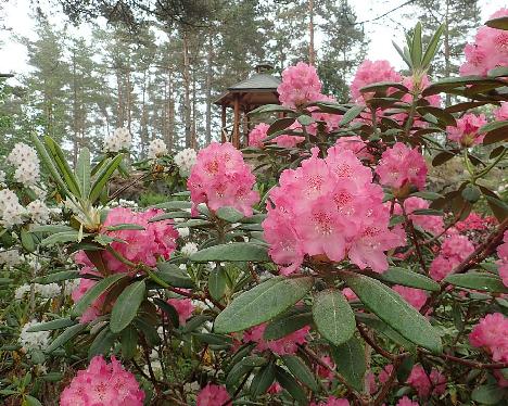 P6100476_Marketta_1024px Rhododendron 'Marketta' - June 10, 2021