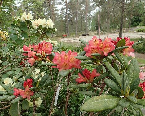 P6100483_Hehku_1024px Rhododendron 'Hehku', a named cultivar from Kristian Theqvist - June 10, 2021
