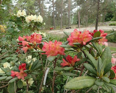 P6100483_Hehku_1024px Rhododendron 'Hehku', a named cultivar from Kristian Theqvist - June 10, 2021