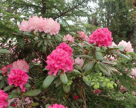 P6100492_Helgoland_Emanuela_1024px Rhododendron 'Helgoland' and 'Emanuela' - June 10, 2021