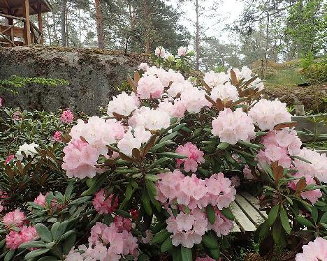 P6100493_Pink_Parasol_1024px Rhododendron 'Pink Parasol' - June 10, 2021