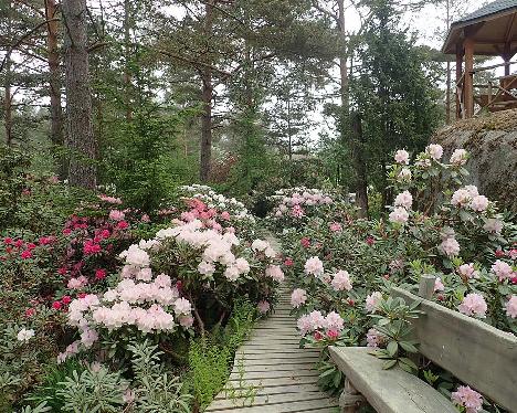 P6100495_Rhodogarden_1024px Rhododendron cultivars in Rhodogarden, June 10, 2021