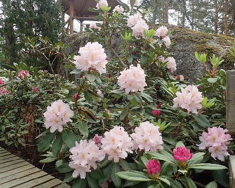 P6100496_Dagmar_1024px Rhododendron 'Dagmar' - June 10, 2021