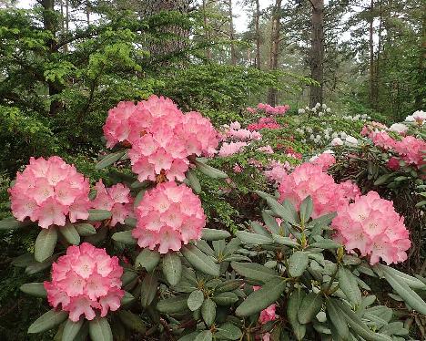 P6100502_Fantastica_1024px Rhododendron 'Fantastica' - June 10, 2021