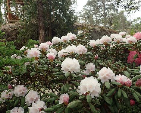 P6100509_Falling_Snow_1024px Rhododendron 'Falling Snow' - June 10, 2021