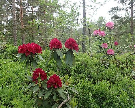 P6100536_Henry's_Red_1024px Rhododendron 'Henry's Red' - June 10, 2021