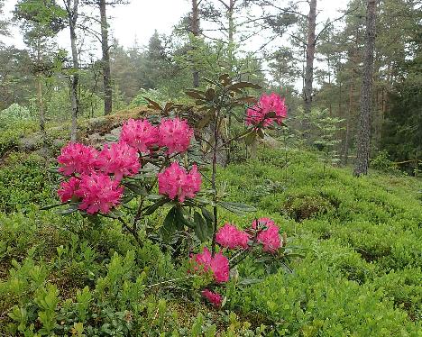 P6100538_Unelma_1024px Rhododendron 'Unelma' - June 10, 2021