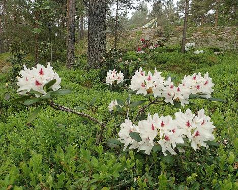 P6100555_Schneeauge_1024px Rhododendron 'Schneeauge' - June 10, 2021
