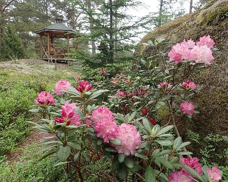 P6100606_Gradito_1024px Rhododendron 'Gradito' - June 10, 2021