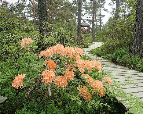 P6100613_Spicy_Lights_1024px Rhododendron 'Spicy Lights' - June 10, 2021