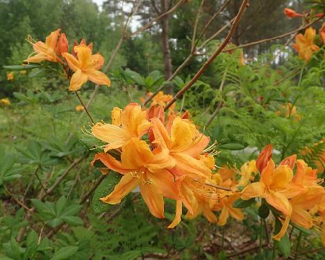 P6100663_GoldSunte-01_Golden_Lights_x_Sunte_Nectarine_1024px Rhododendron 'Golden Lights' x 'Sunte Nectarine', GoldSunte-01, a hybrid from Kristian Theqvist - June 10, 2021