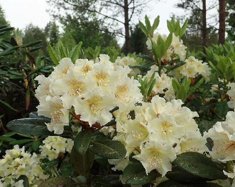 P6100670_Kristian's_Moonlight_1024px Rhododendron 'Kristian's Moonlight', a named cultivar from Kristian Theqvist - June 10, 2021