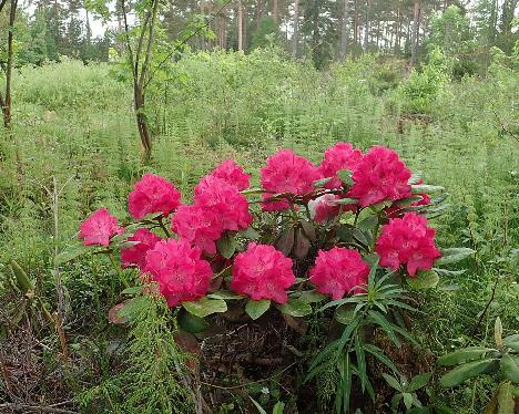 P6100680_HelliAme-12_Hellikki_x_America_1024px Rhododendron 'Hellikki' x 'America', HelliAme-12, a hybrid from Kristian Theqvist - June 10, 2021