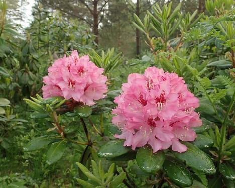 P6100691_PekkEdel_05_1024px Rhododendron 'Pekka' x 'Edeltraud', PekkEdel-05, a hybrid from Kristian Theqvist - June 10, 2021