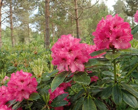 P6100692_PekkEdel_06_1024px Rhododendron 'Martti', a named cultivar from Kristian Theqvist - June 10, 2021