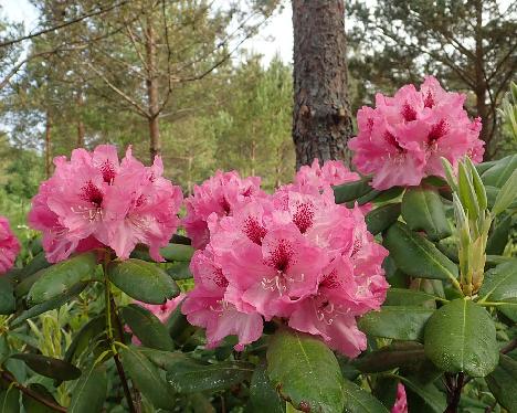 P6100693_PekkEdel_02_1024px Rhododendron 'Pekka' x 'Edeltraud', PekkEdel-02, a hybrid from Kristian Theqvist - June 10, 2021