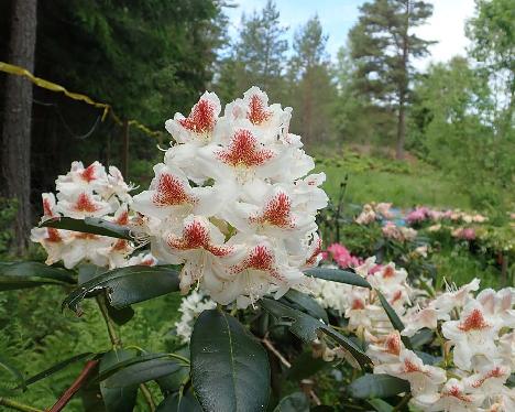 P6140797_Rastassotku_L037-L045_nro-13_1024px Rhododendron 'Annuska', a named cultivar from Kristian Theqvist - June 14, 2021