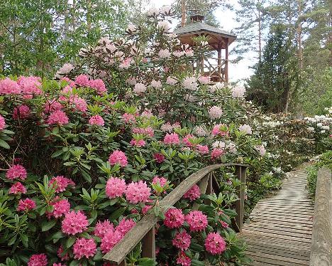 P6140827_Haaga_Mikkeli_1024px Rhododendron 'Haaga' and 'Mikkeli' - June 14, 2021