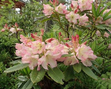 P6140841_KullGoldC-01_1024px Rhododendron 'Henrika', a named cultivar from Kristian Theqvist - June 14, 2021