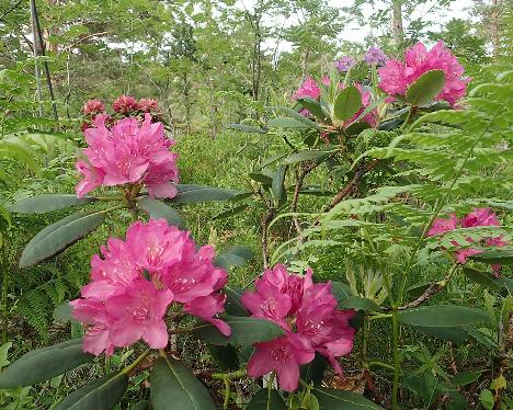 P6140842_Kristian's_Pink_1024px Rhododendron 'Kristian's Pink', a named cultivar from Kristian Theqvist - June 14, 2021