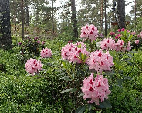 P6140850_Krolowa_Jadwiga_ROYAL_BUTTERFLY_1024px Rhododendron 'Królowa Jadwiga', ROYAL BUTTERFLY - June 14, 2021