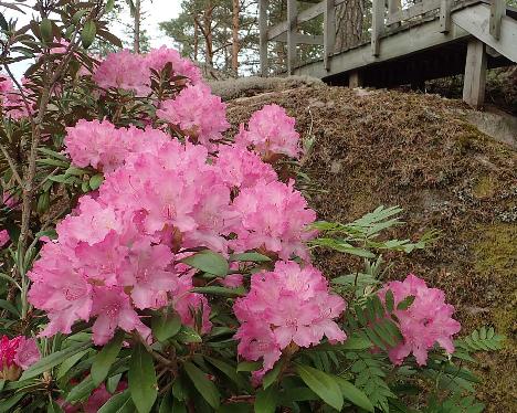 P6140879_smirnowii_1024px Rhododendron smirnowii - June 14, 2021