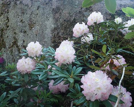 P6190927_Brigitte_1024px Rhododendron 'Brigitte' - June 19, 2021