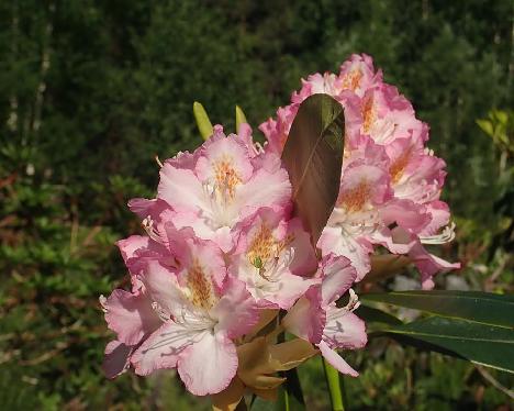 P6191007_CharmPMA-14_Hach_Charmant_x_PMA_1024px Rhododendron 'Hachmann's Charmant' x 'P.M.A. Tigerstedt', CharmPMA-14, a hybrid from Kristian Theqvist - June 19, 2021