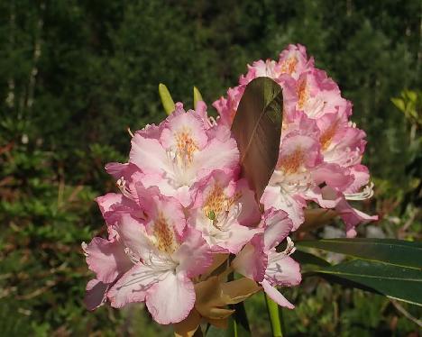 P6191007_CharmPMA-14_Hach_Charmant_x_PMA_1024px Rhododendron 'Hachmann's Charmant' x 'P.M.A. Tigerstedt', CharmPMA-14, a hybrid from Kristian Theqvist - June 19, 2021