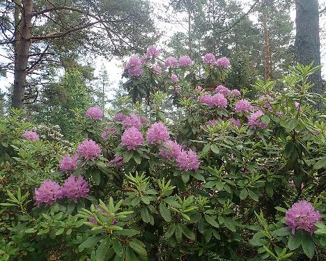 P6211046_Catawbiense_Boursault_1024px Rhododendron 'Catawbiense Boursault' - June 21, 2021
