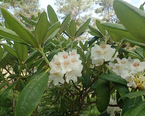 P6211054_brachycarpum_ssp_tigerstedtii_1024px Rhododendron brachycarpum ssp. tigerstedtii - June 21, 2021