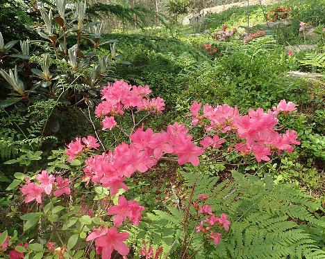 P6211055_Rosalind_1024px Rhododendron 'Rosalind' - June 21, 2021